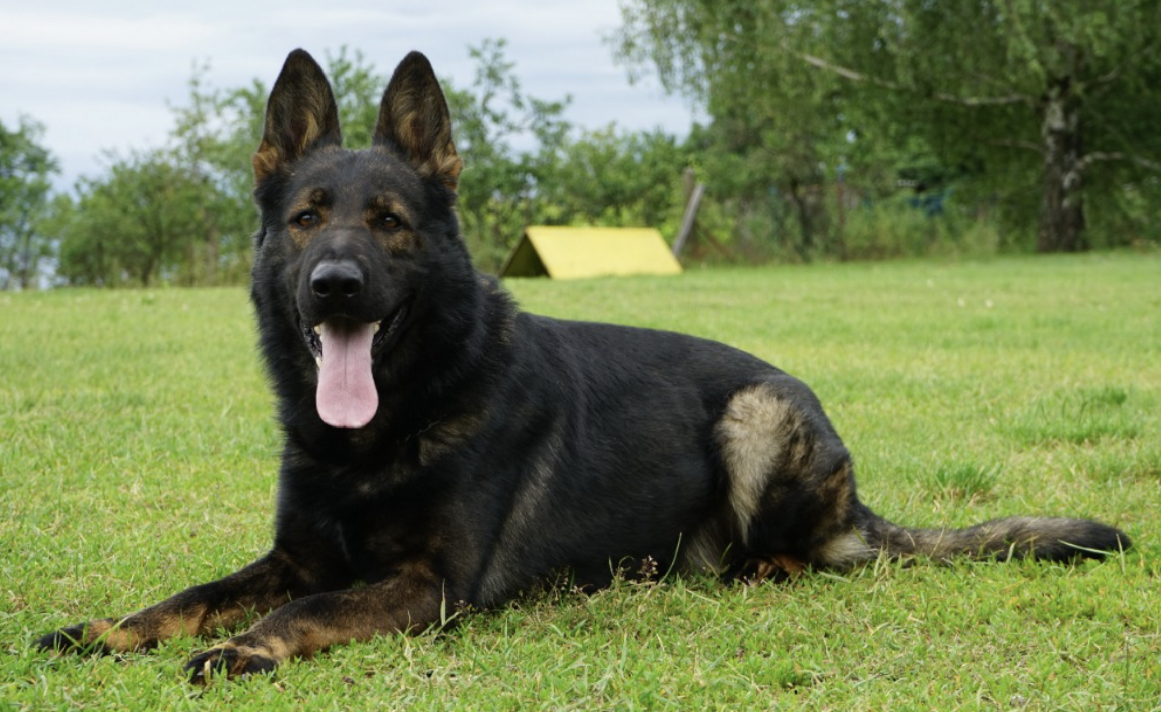 A Czech German Shepherd resting attentively on the training field